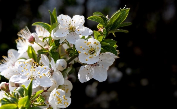 blühende Blüte