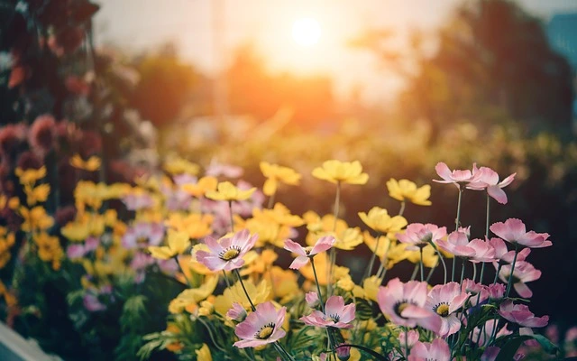 Blumenwiese