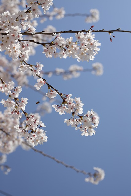 Frühling in der Gartenanlage
